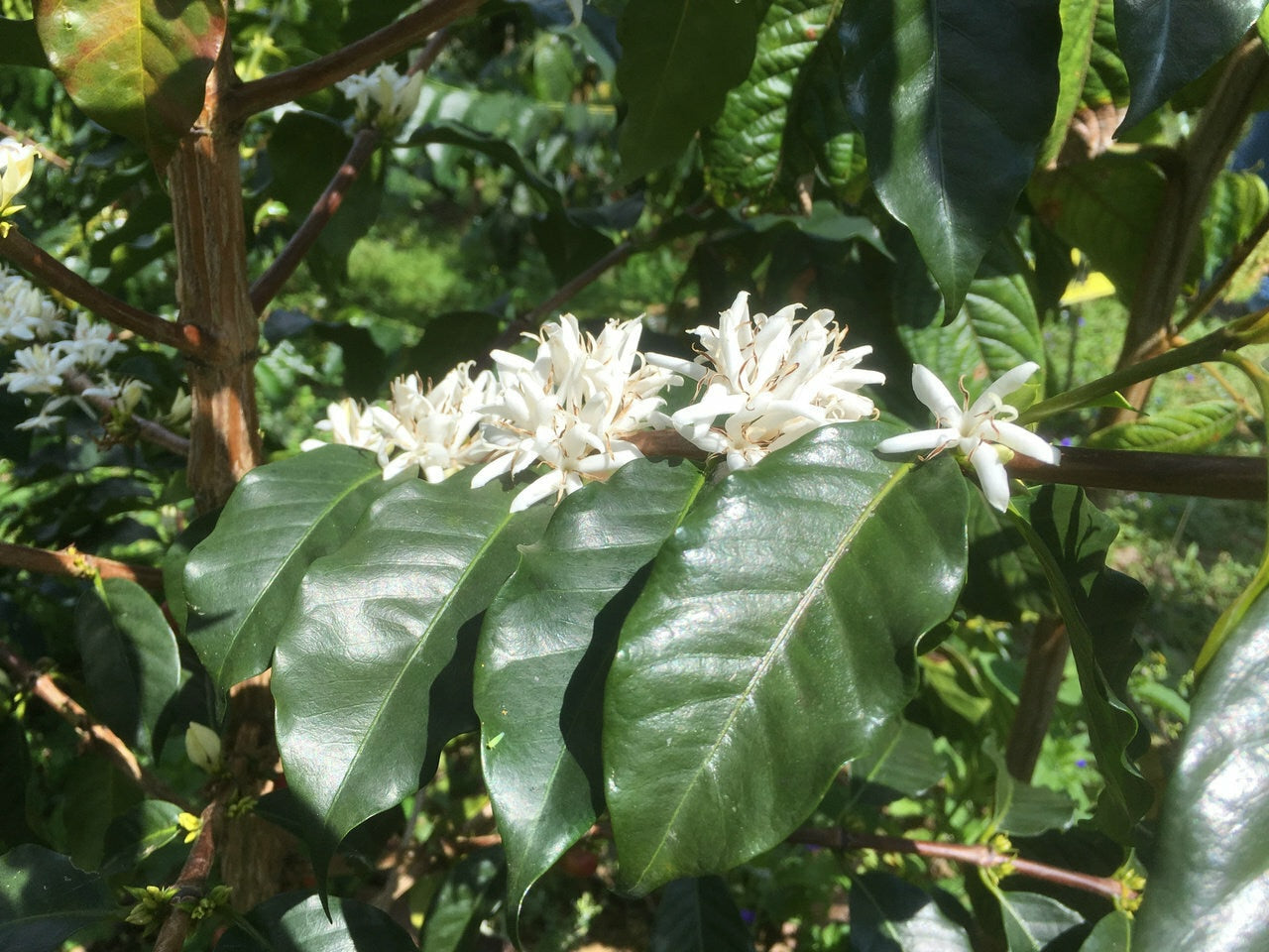 FTO Peru Coffee from True Coffee Roasters