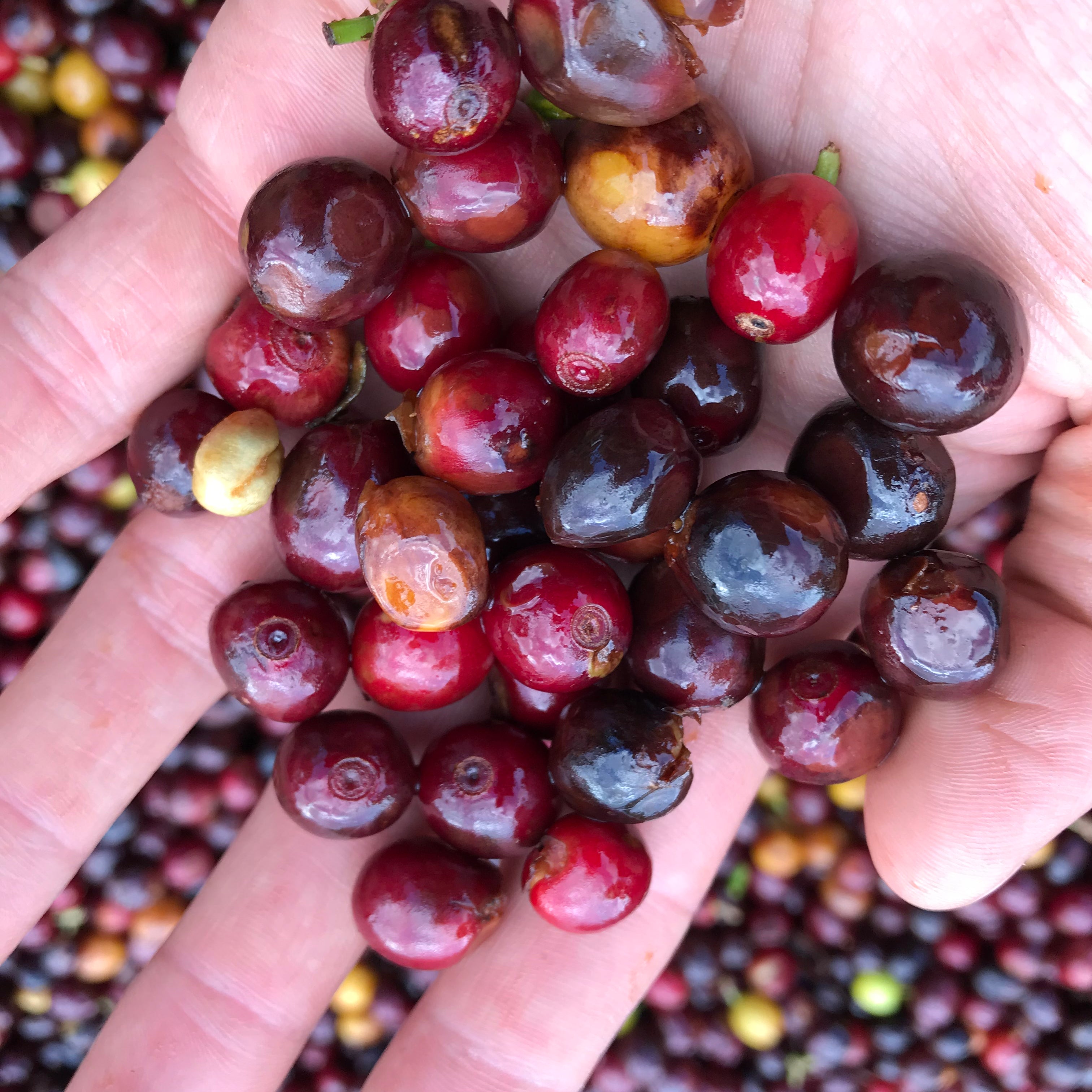 What is Natural Process Coffee?