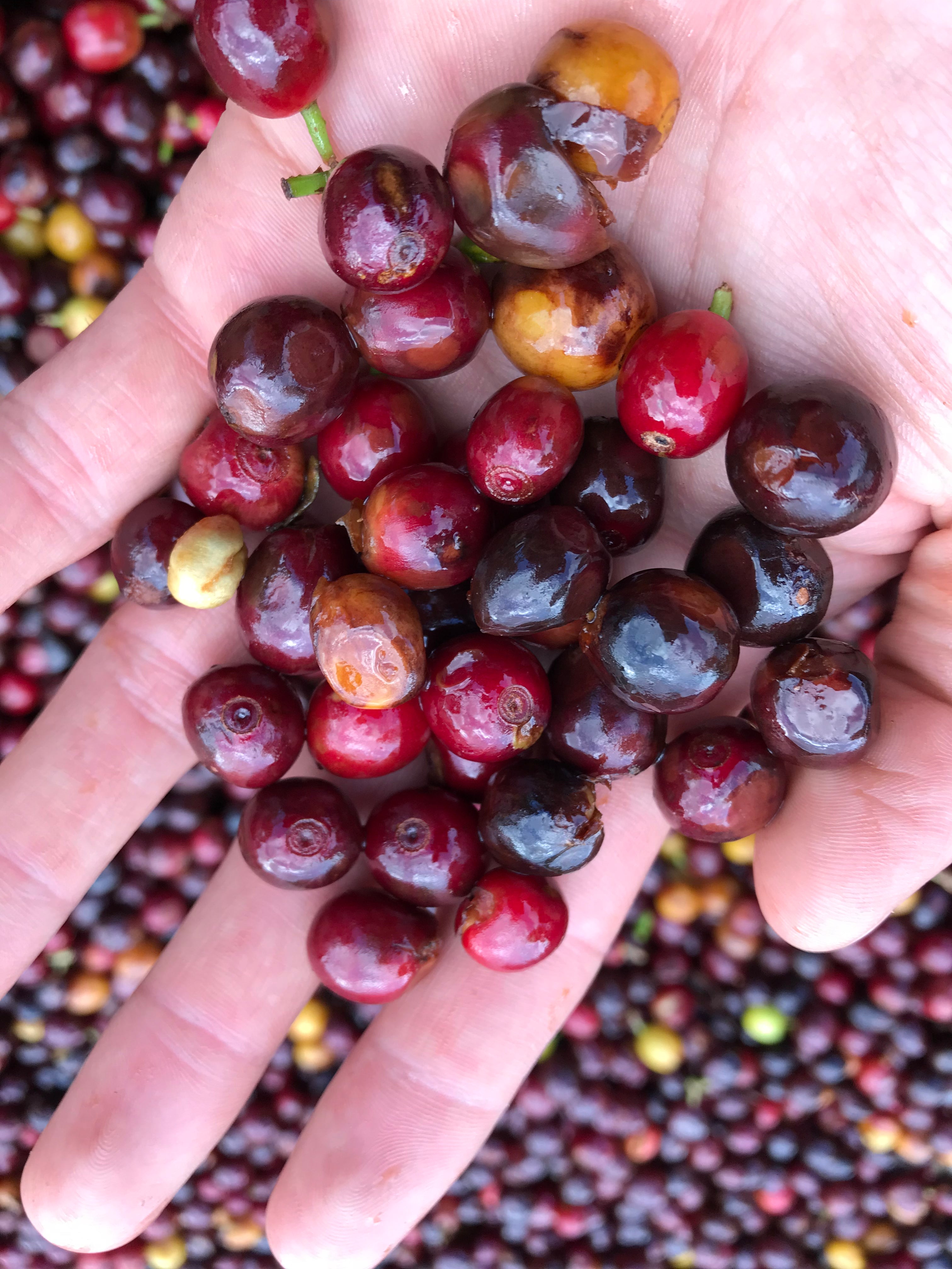 What Is Natural Process Coffee True Coffee Roasters Shop what-is-natural-process-coffee-true-coffee-roasters-shop