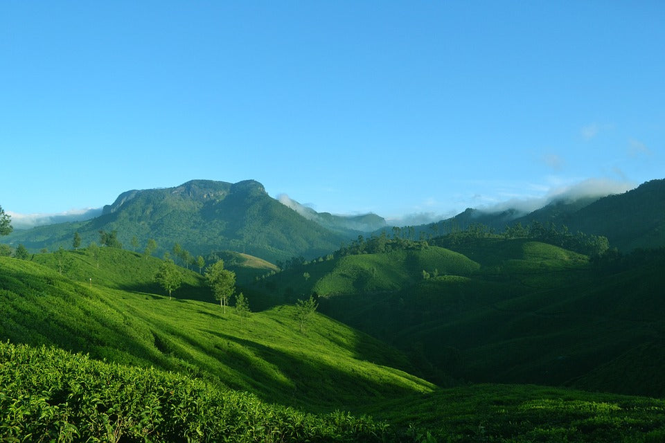 Getting to know your Coffee: Biodynamic India Seethargundu Estate