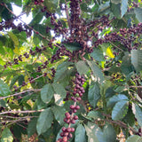 Organic Brazil-Fazenda Cachoeira