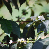 Rwanda Kinini Village