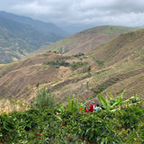 Peru Canaris Lambayeque - Natural Process