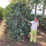 Organic Brazil-Fazenda Cachoeira