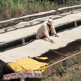 Kenya Kiangai AB - Top Lot