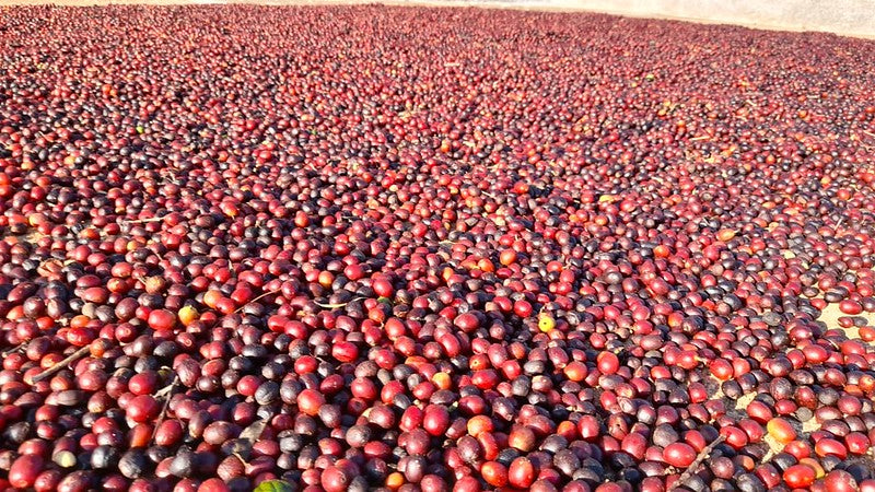 Brazil Peaberry from Black Coffee Producers