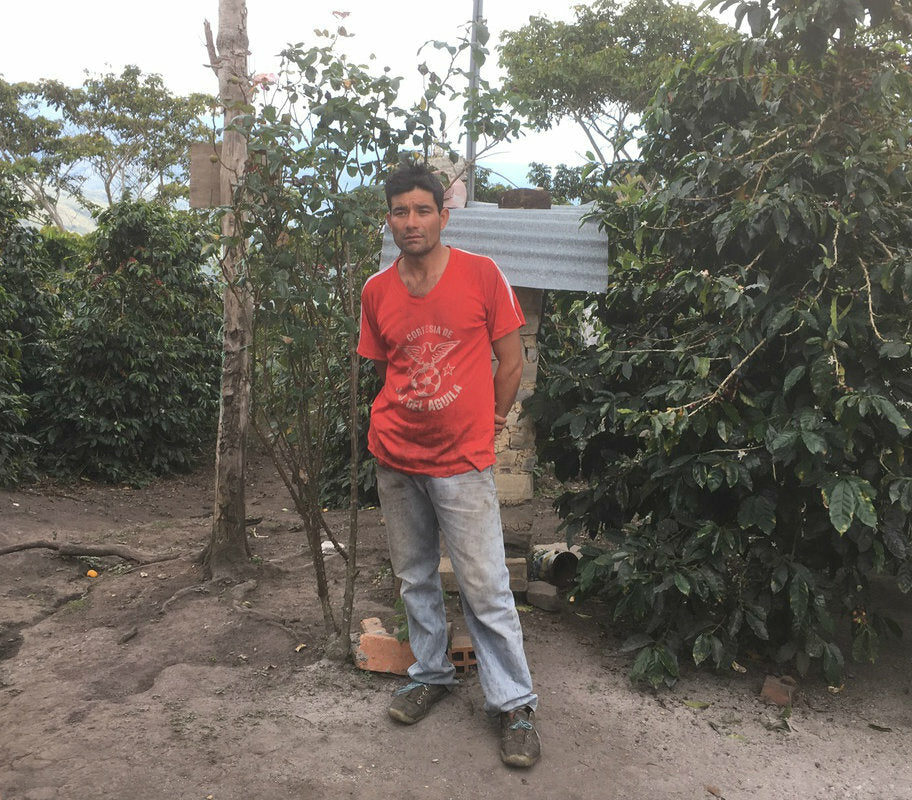 A contributing member of CENFROCAFE.  Typical farmers in Peru have parcels that are a couple hectares(there are no large estates as land was taken from the wealthy land owners and redistributed to the poor during the 60's and 70's).  The land is farmed with the help of their families and income is below minimum wage.  By selling their coffee as Fair Trade/Organic a minimum price is guaranteed when the 'C market' is below a certain point.