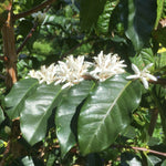 FTO Peru Coffee from True Coffee Roasters