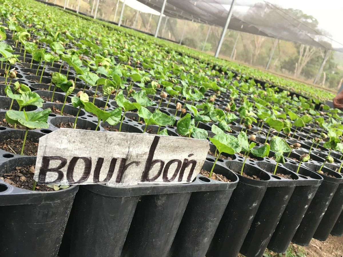 Bourbon seedlings at Comon Yaj Noptic&#39;s coffee nursery.