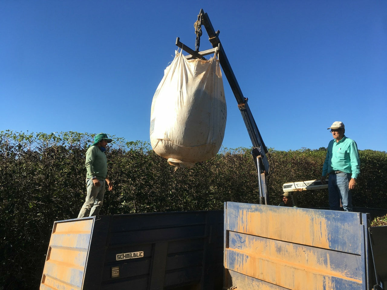 Gathering picked cherries at Fazenda Passeio.
