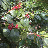 FTO Peru Coffee from True Coffee Roasters