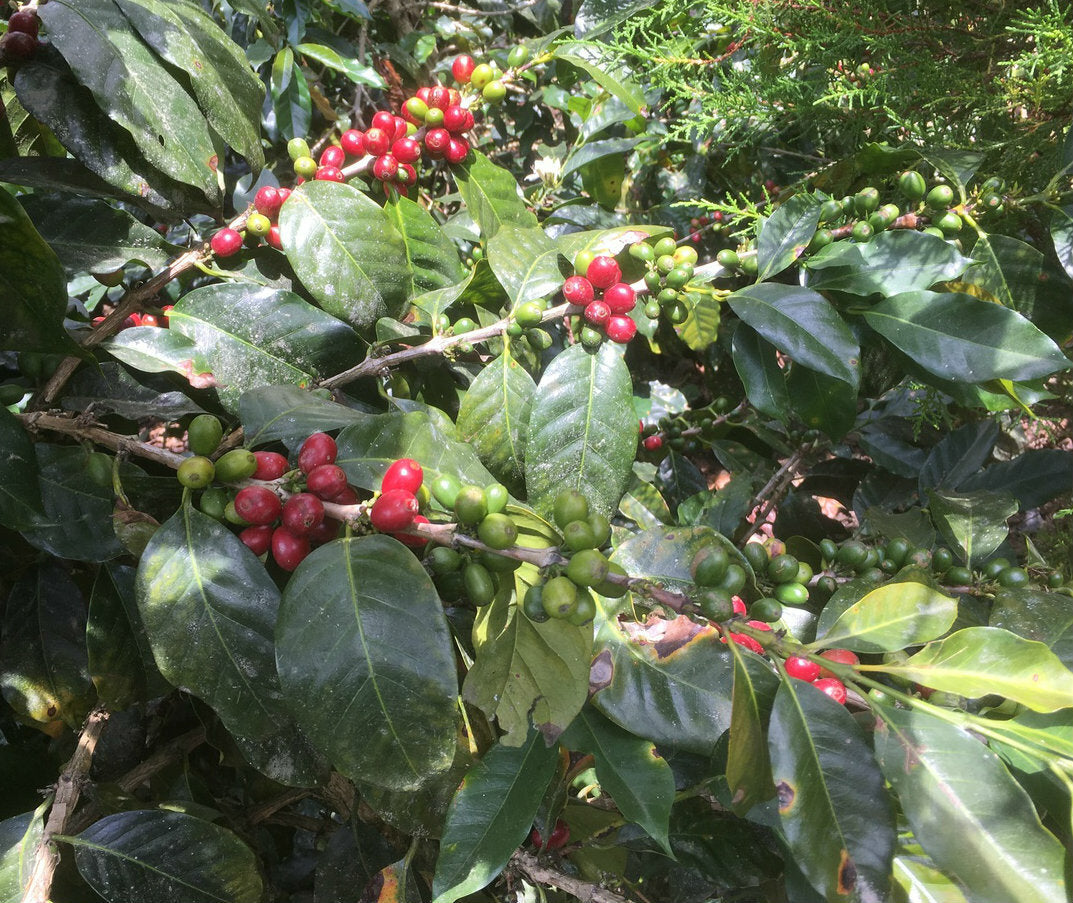 FTO Peru Coffee from True Coffee Roasters